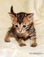 /album/alpha-leo/alpha-www-esbbengalcat-2-jpg/